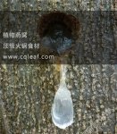 它被稱為“植物燕窩”,今天咱們來認識它【重慶火鍋底料批發(fā)市場】