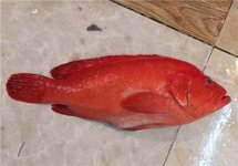 紅玫瑰很常見，可紅玫瑰魚你有見過嗎【重慶火鍋底料批發(fā)】