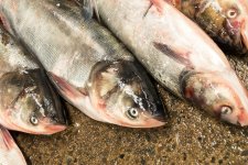 淡水魚價格“漲勢洶洶”怎么看？未來，價格走勢如何